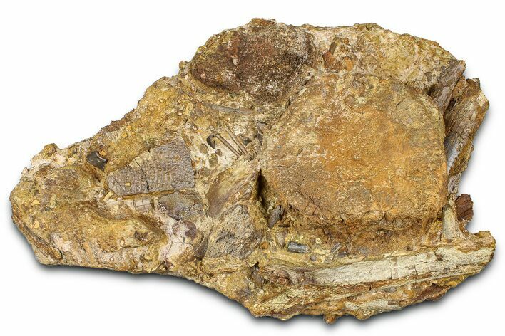 Hadrosaur Tooth, Bones & Turtle Shell in Sandstone - Wyoming #371517